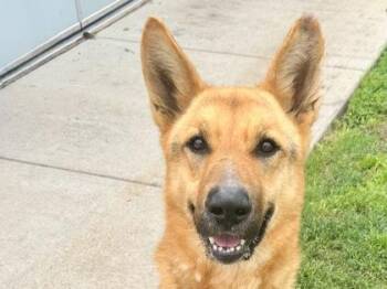 Mixed Breed Dogs Available for Adoption in Georgetown, Texas - Augustus | PetCurious