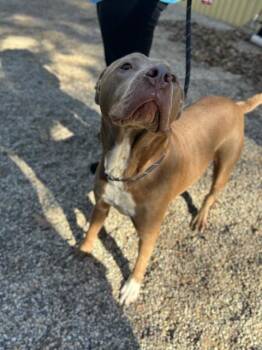 Pit Bull Terrier and Weimaraner Dogs Available for Adoption in Muskegon, Michigan - Lorenzo | PetCurious