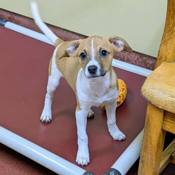 Daiquiri -  Rat Terrier and Beagle Dog for Adoption in Accident, Maryland - Daiquiri | PetCurious