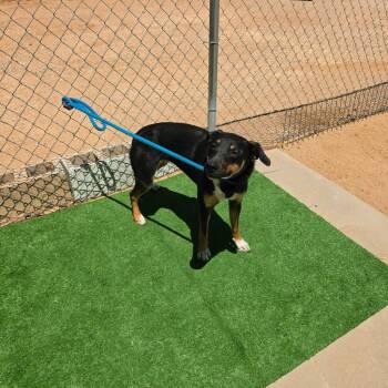 Shepherd and Doberman Pinscher Dogs Available for Adoption in California City, California - Tilly | PetCurious