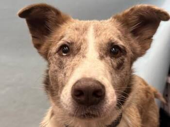 Dooley -  Australian Shepherd and Mixed Breed Dog for Adoption in Golden Valley, Minnesota - Dooley | PetCurious