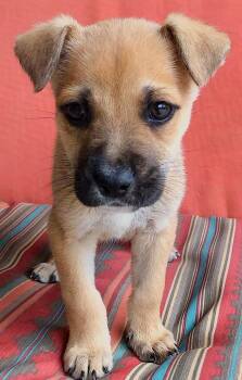 Boxer Dogs Available for Adoption - Foster Puppy Hunter | PetCurious