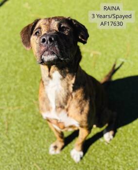 Raina -  Pit Bull Terrier and Mixed Breed Dog for Adoption - Raina | PetCurious