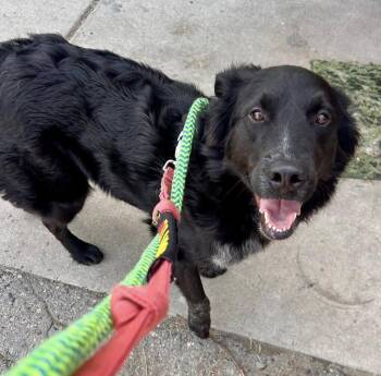 Border Collie and Australian Shepherd Dogs Available for Adoption in Warren, Michigan - Ozzy | PetCurious