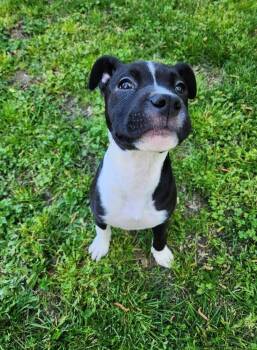 Rescue Pit Bull Terrier Dogs for Adoption in New Bern, North Carolina - Ghost | PetCurious