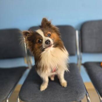 Bear Bear -  Pomeranian Dog for Adoption in Erie, Pennsylvania - Bear Bear | PetCurious