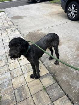 Rescue Mixed Breed Dogs for Adoption in Palmetto, Florida - GIZMO | PetCurious