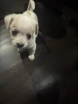 Rescue Chihuahua Dogs for Adoption in Los Angeles, California - Jax The Trooper | PetCurious