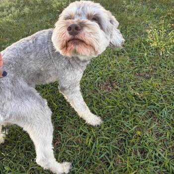Miniature Schnauzer Dogs Available for Adoption in Savannah, Georgia - Space | PetCurious