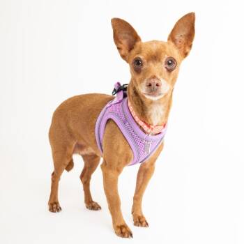 Roses 14033 -  Miniature Pinscher Dog for Adoption in San Francisco, California - Roses 14033 | PetCurious