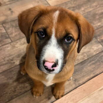 Rescue Mixed Breed Dogs for Adoption in Laramie, Wyoming - Bridger (FTF Program Only) | PetCurious