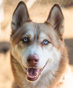 Foxtrot -  Husky Dog for Adoption in Encinitas, California - Foxtrot | PetCurious