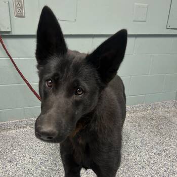 Shepherd Dogs Available for Adoption in Greenville, South Carolina - Panther | PetCurious