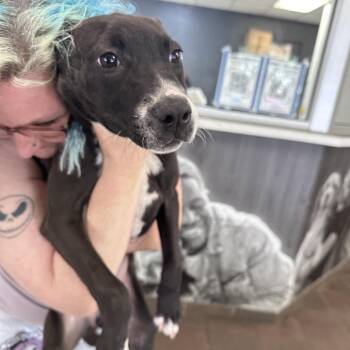 Rosalina 7573 -  Mixed Breed Dog for Adoption in Columbus, Georgia - Rosalina 7573 | PetCurious