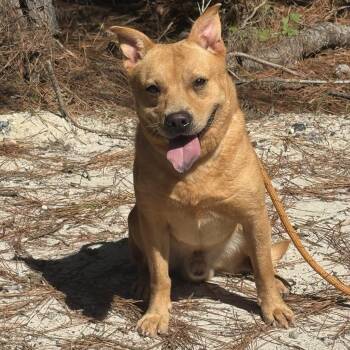 Rusty -  Shiba Inu Dog for Adoption in Salisbury, Maryland - Rusty | PetCurious