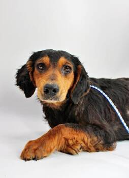 Poodle and Mixed Breed Dogs Available for Adoption in Morton Grove, Illinois - Xyla | PetCurious