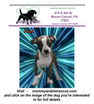 Rescue Jack Russell Terrier and Boston Terrier Dogs for Adoption in Mount Carmel, Pennsylvania - Rook | PetCurious