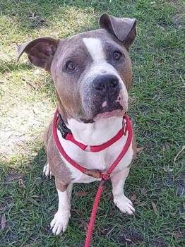 American Staffordshire Terrier Dogs Available for Adoption in Fort Lauderdale, Florida - TINKERBELLE | PetCurious