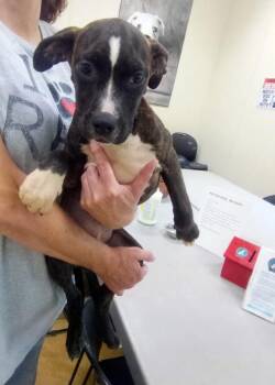 Maybellene -  Pit Bull Terrier and Hound Dog for Adoption in Austin, Minnesota - Maybellene | PetCurious