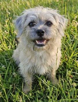 ENZO -  Cairn Terrier Dog for Adoption in Dallas, Texas - ENZO | PetCurious
