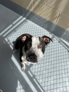 Outlaw/Rex -  Australian Cattle Dog Blue Heeler Dog for Adoption in Johnson City, Tennessee - Outlaw/Rex | PetCurious