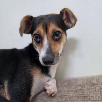 Chiquita - Costa Mesa Location -  Terrier and Mixed Breed Dog for Adoption in Chino Hills, California - Chiquita - Costa Mesa Location | PetCurious