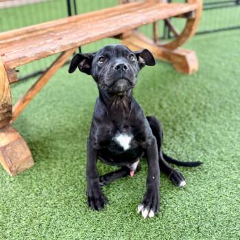 Fava Beans 7144 -  Mixed Breed Dog for Adoption in Loxahatchee Groves, Florida - Fava Beans 7144 | PetCurious