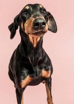 Doberman Pinscher Dogs Available for Adoption - Delilah -- URGENT! | PetCurious