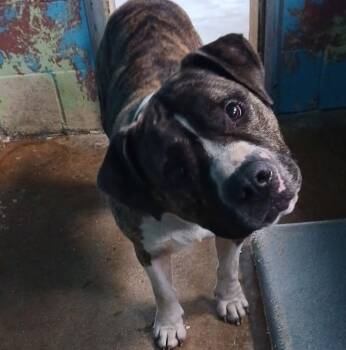 Big Boy Bruiser -  Pit Bull Terrier Dog for Adoption in Lonsdale, Arkansas - Big Boy Bruiser | PetCurious