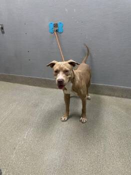 Rescue Pit Bull Terrier Dogs for Adoption in Las Vegas, Nevada - WONDER | PetCurious