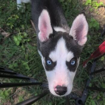 Bandit -  Siberian Husky Dog for Adoption in Melbourne, Kentucky - Bandit | PetCurious