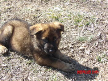 German Shepherd Dog Dogs Available for Sale - Homer | PetCurious