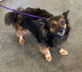 MARIPOSA -  Pomeranian and Mixed Breed Dog for Adoption in Tustin, California - MARIPOSA | PetCurious