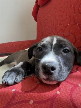 BRINDLEE -  Staffordshire Bull Terrier and Mixed Breed Dog for Adoption in Brewster, Massachusetts - BRINDLEE | PetCurious