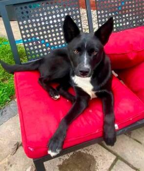 Fezz -  Retriever and Shepherd Dog for Adoption in Wappingers Falls, New York - Fezz | PetCurious