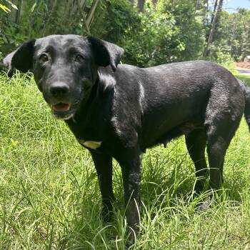 Rescue Mixed Breed Dogs for Adoption in Bryan, Texas - Gypsy | PetCurious