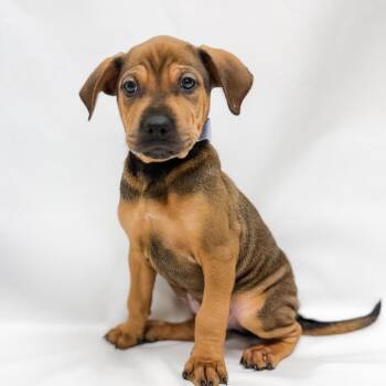 662 (2026) Mink -  Shepherd and Pit Bull Terrier Dog Available for Adoption in Parker, Colorado - 662 (2026) Mink | PetCurious