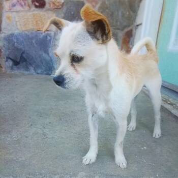 Tinker -  Shih Tzu and Chihuahua Dog for Adoption in Oroville, Washington - Tinker | PetCurious