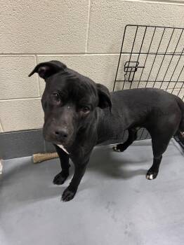 Pit Bull Terrier Dogs Available for Adoption in Johnson City, Tennessee - Caleb | PetCurious