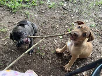 Hazel (Born March 3, 2026) -  Boxer Dog Available for Adoption in Troy, Alabama - Hazel (Born March 3, 2026) | PetCurious