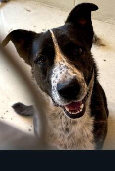 BOWSER -  Shepherd Dog for Adoption in Quincy, California - BOWSER | PetCurious