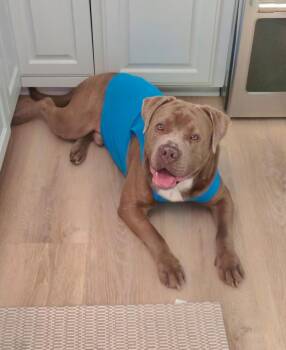 WELLER -  American Bully Dog for Adoption in Seymour, Indiana - WELLER | PetCurious