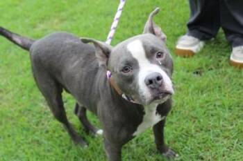 Bird -  American Bulldog and Mixed Breed Dog for Adoption in Brunswick, Georgia - Bird | PetCurious