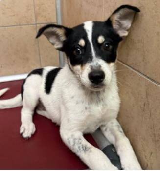 Thelma -  Mixed Breed Dog for Adoption in West Chester, Pennsylvania - Thelma | PetCurious