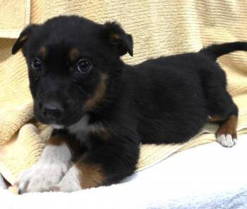 Rescue Shepherd Dogs for Adoption in Thief River Falls, Minnesota - Louise | PetCurious