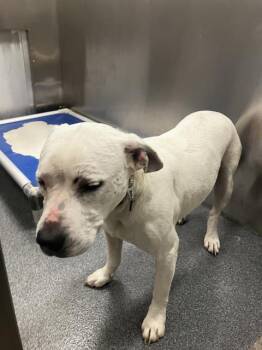 Pit Bull Terrier Dogs Available for Adoption - PRETTY | PetCurious