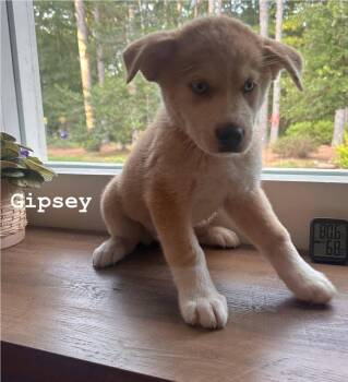 Gipsey -  Mixed Breed Dog for Adoption in Groveland, Massachusetts - Gipsey | PetCurious