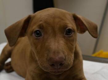 Bonnie Raitt -  Pit Bull Terrier Dog for Adoption in Portland, Oregon - Bonnie Raitt | PetCurious