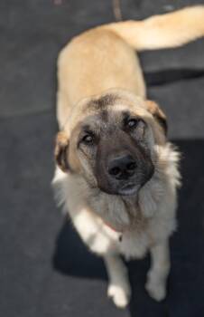 Anatolian Shepherd Dogs Available for Adoption in Stratham, New Hampshire - Rambler | PetCurious