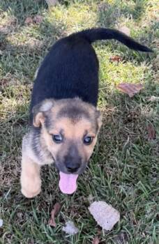 Rosie -  Mixed Breed Dog for Adoption in Vicksburg, Mississippi - Rosie | PetCurious